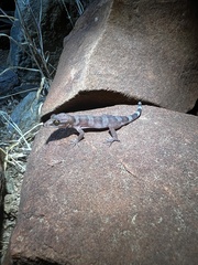 Black Pilbara Gecko photo 1