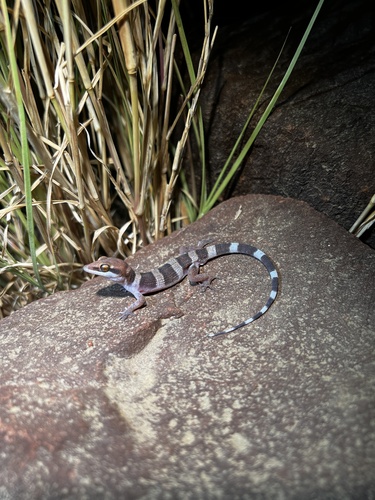 Cave Prickly Gecko