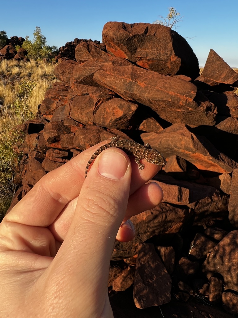 Small Pilbara Rock Dtella