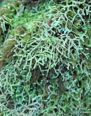 Pyrrhobryum paramattense