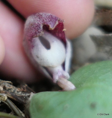 Corybas barbarae
