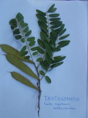 Millettia richardiana