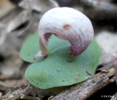 Corybas barbarae