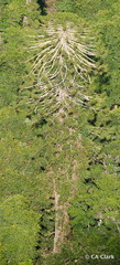 Araucaria bidwillii