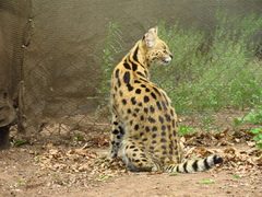 Leptailurus serval serval