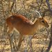 Southern Steenbuck - Photo (c) Tom Dudones, some rights reserved (CC BY-NC), uploaded by Tom Dudones