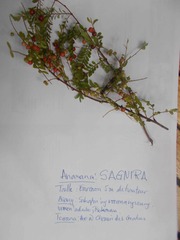 Phyllanthus casticum