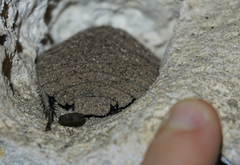Blaberinae
