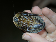 Blaberinae