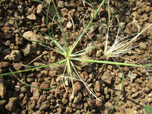 Stipagrostis hirtigluma var. hirtigluma image