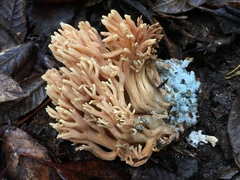 Ramaria acrisiccescens