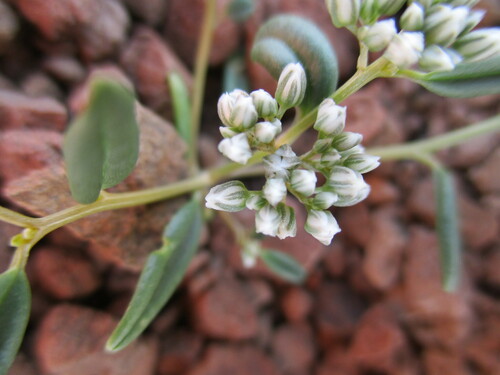 Limeum argute-carinatum image