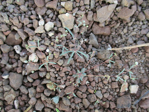 Image of Threadstem Carpetweed (Hypertelis cerviana) by no rights reserved