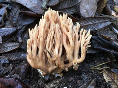 Ramaria acrisiccescens