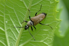 Trigonarthris