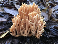 Ramaria acrisiccescens