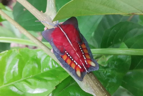 Lychee Stink Bug photo 5
