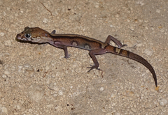 Coleonyx elegans