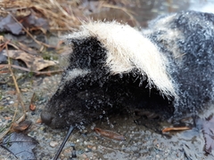 Mephitis mephitis nigra
