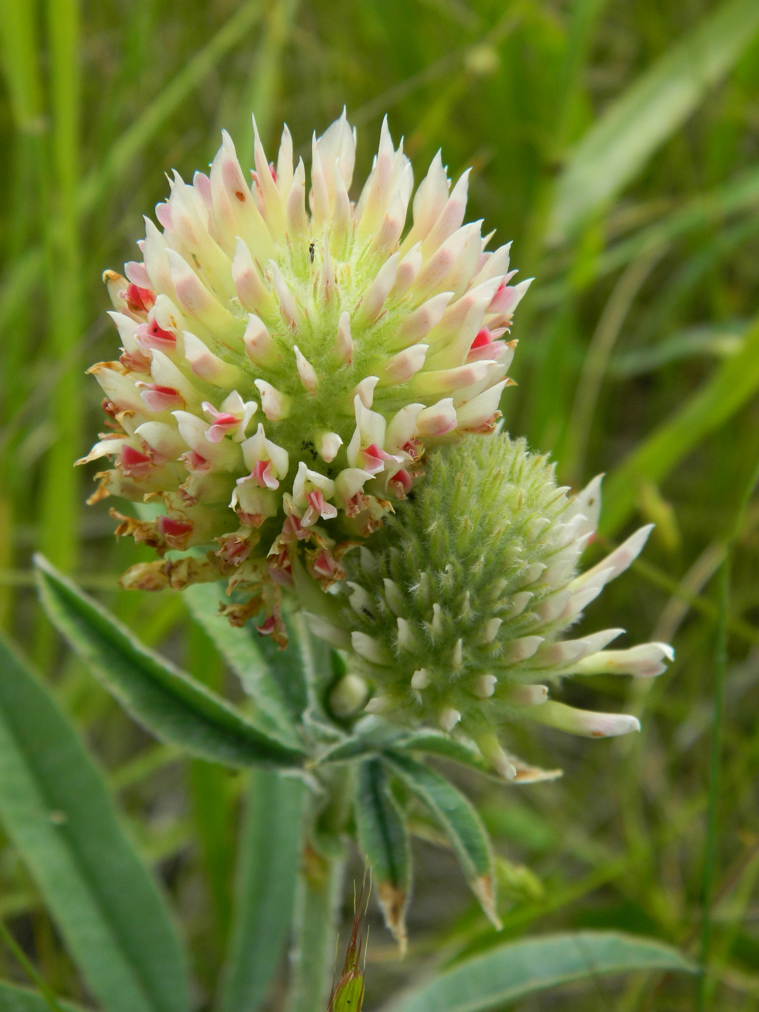 Trifolium plumosum ssp. amplifolium