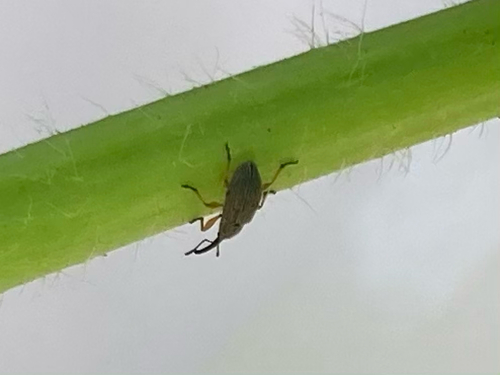 Hollyhock Weevil, Lisse, photo 7 of 10