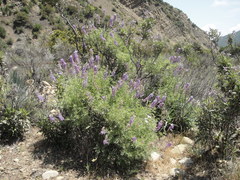 Lupinus excubitus