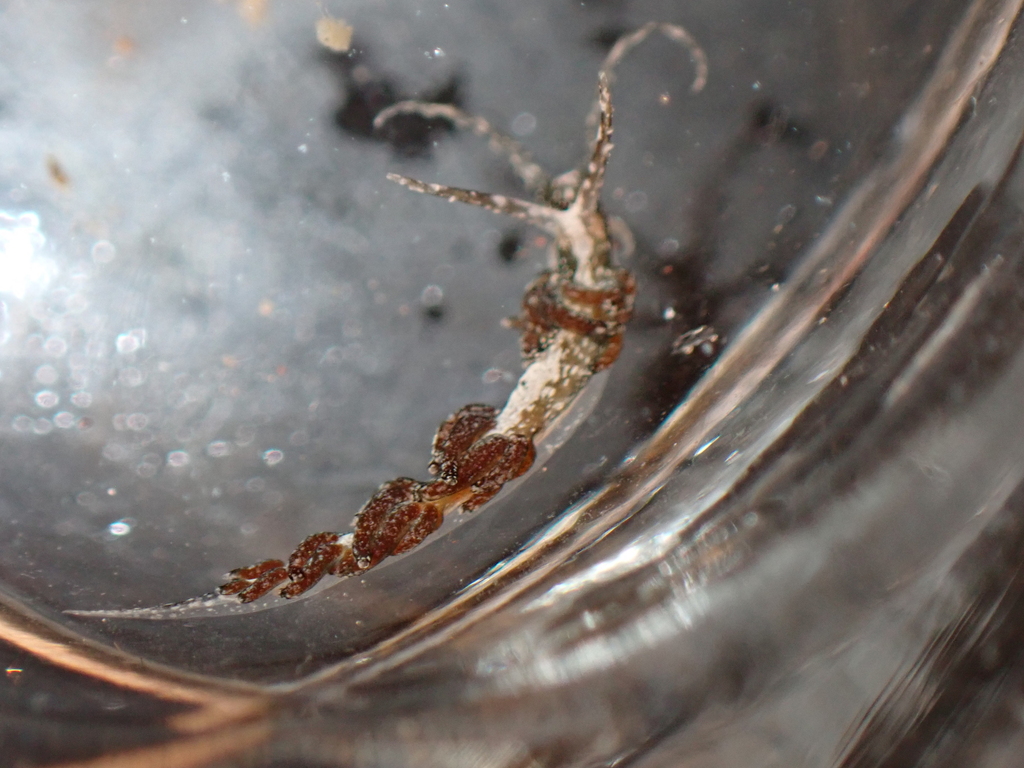 Facelina fusca