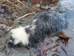 Mephitis mephitis nigra