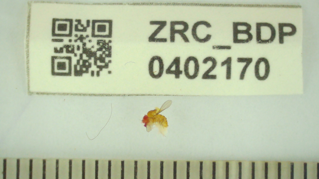 Drosophila montium