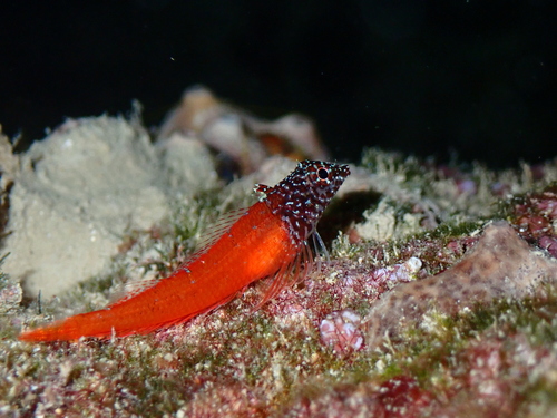 How to identify Tripterygion melanurum Guichenot, 1850