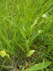 Senecio hydrophiloides