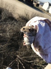 Peromyscus gambelii