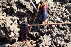 Parcoblatta fulvescens