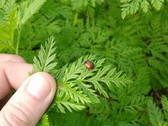 Plagiodera erythroptera