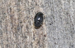 Stethorus histrio