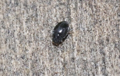 Stethorus histrio