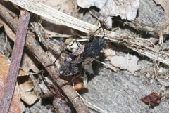 Euander lacertosus