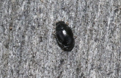 Stethorus histrio