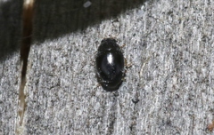 Stethorus histrio