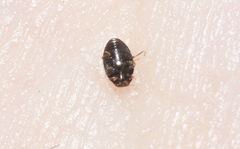Stethorus histrio