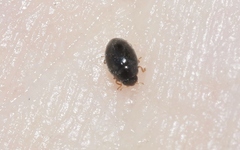 Stethorus histrio