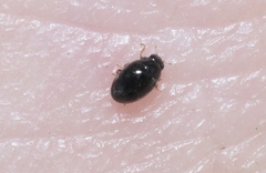 Stethorus histrio