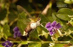 Cephonodes hylas virescens