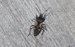 Euander lacertosus