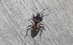 Euander lacertosus