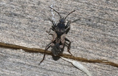 Euander lacertosus