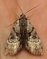 Catocala andromedae