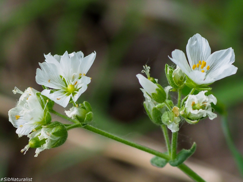 great chickweed (Cerastium maximum)