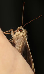 Catocala andromedae