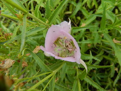 Calochortus nitidus